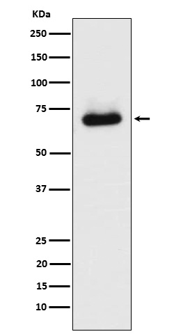 SPAK Rabbit mAb