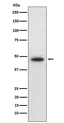 Wnt5b Rabbit mAb