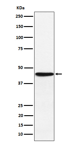 HLA F Rabbit mAb