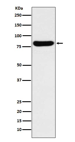 beta Glucuronidase Rabbit mAb