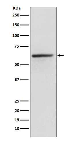 KLC1 Rabbit mAb