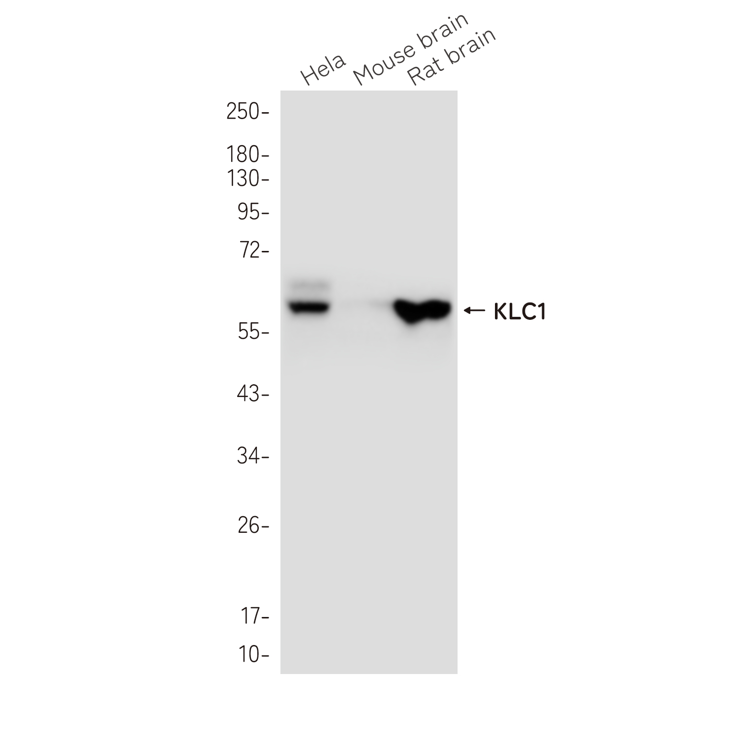 KLC1 Rabbit mAb