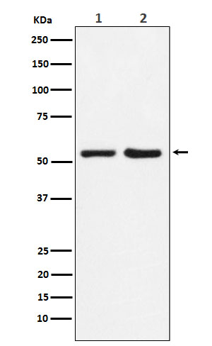 P4HB Rabbit mAb