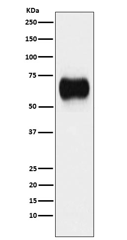 MICA Rabbit mAb