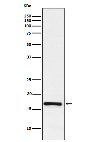 LMO4 Rabbit mAb