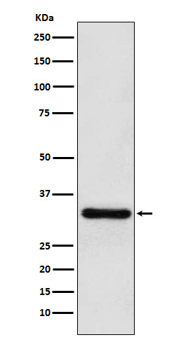 PITX3 Rabbit mAb