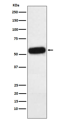 Fetuin A Rabbit mAb