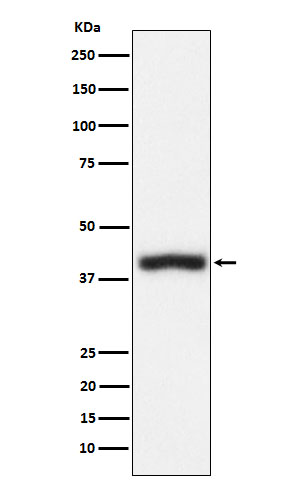 CD1C Rabbit mAb