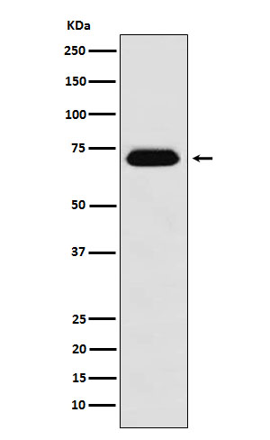 Nucleoporin p62 Rabbit mAb