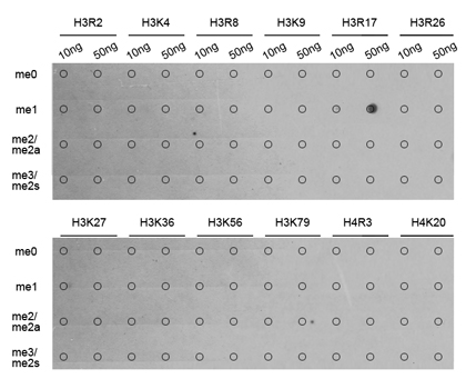 MonoMethyl-Histone H3 (Arg17) Rabbit mAb