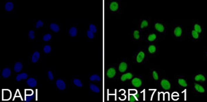 MonoMethyl-Histone H3 (Arg17) Rabbit mAb