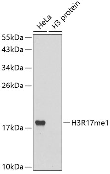 MonoMethyl-Histone H3 (Arg17) Rabbit mAb