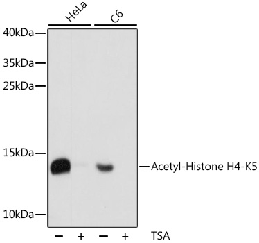 Acetyl-Histone H4 (Lys5) Rabbit mAb