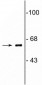 Anti-COBRA1 (NELF-B) Antibody