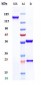 Anti-TIGIT Reference Antibody (tiragolumab)