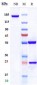 Anti-Clathrin Heavy Chain / CHC Reference Antibody (Academia Sinica patent anti-Clathrin Heavy Chain