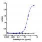 Anti-NaPi2b / SLC34A2 Reference Antibody (upifitamab)