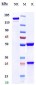 Anti-HBEGF Reference Antibody (U3-1565)