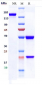 Anti-RSV glycoprotein F Reference Antibody (Suptavumab)