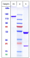 Anti-GD3 Reference Antibody (ecromeximab)