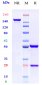 Anti-GPA33 Reference Antibody (KRN330)