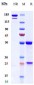 Anti-HBEGF Reference Antibody (KHK2866)