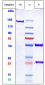 Anti-GD2 Reference Antibody (dinutuximab)