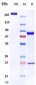 Anti-PcrV Reference Antibody (Gremubamab)