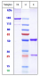 Anti-GD2 Reference Antibody (EMD 273063)