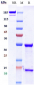 Anti-GD3 Reference Antibody (ecromeximab-MMAE)
