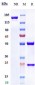 Anti-GPC1 / Glypican-1 Reference Antibody (Minomic patent anti-Glypican 1)