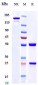 Anti-HA Reference Antibody (Navivumab)