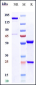 Anti-oxLDL Reference Antibody (Okayama U. patent anti-oxLDL)