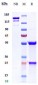 Anti-TMEFF2 Reference Antibody (Janssen patent anti-TMEFF2)