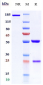 Anti-TNFSF9 / 4-1BBL Reference Antibody (Abbvie patent anti-TNFSF9)