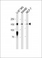CD56 antibody (C-term)