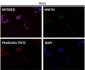 Anti-GSK3 beta Rabbit Monoclonal Antibody