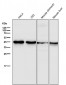 Anti-GSK3 beta Rabbit Monoclonal Antibody