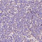 Anti-LAMP2a Rabbit Monoclonal Antibody