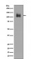 Anti-LAMP2a Rabbit Monoclonal Antibody