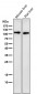 Anti-LAMP2a Rabbit Monoclonal Antibody