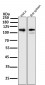 Anti-LAMP2a Rabbit Monoclonal Antibody