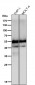 Anti-CD4 Rabbit Monoclonal Antibody