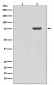 Anti-Phospho-Synapsin I (S9) Rabbit Monoclonal Antibody