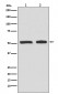 Anti-Phospho-p53 (S9) TP53 Rabbit Monoclonal Antibody