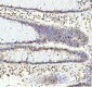 Anti-Phospho-Rb (S807) RB1 Rabbit Monoclonal Antibody