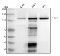 Anti-Phospho-Rb (S807) RB1 Rabbit Monoclonal Antibody