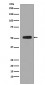 Anti-Phospho-p53 (S376) TP53 Rabbit Monoclonal Antibody