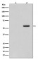 Anti-Phospho-Tau (S396) MAPT Rabbit Monoclonal Antibody