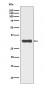 Anti-Phospho-RPA2 (T21) Rabbit Monoclonal Antibody